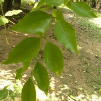 Cassia fistula L.